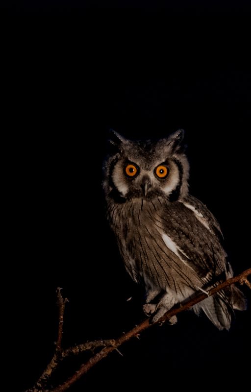 Black Modern Owl Mystery Ebook Cover.jpg